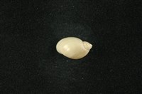 藏品(小椎實螺)的圖片